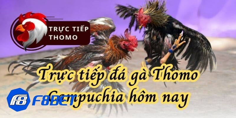 trực tiếp đá gà Thomo